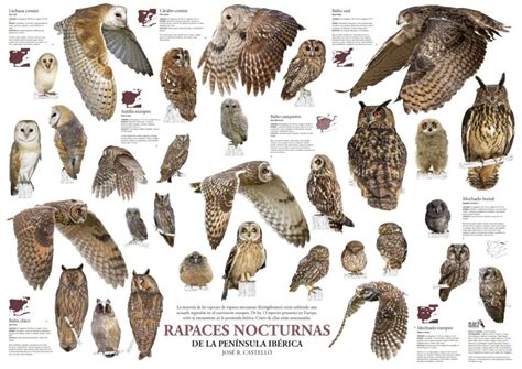Rapaces 2025